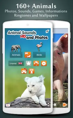 Animal Sounds android App screenshot 9