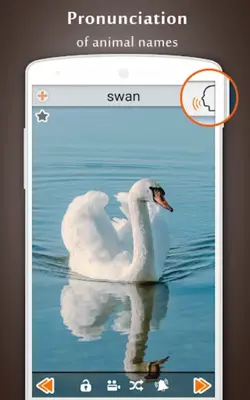 Animal Sounds android App screenshot 8